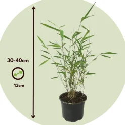 Plant In A Box Bambous | - Bambou bleu - set de 6 - fargesia papyrifera 'grex' - hauteur 30-40cm - ⌀13cm