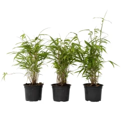 Plant In A Box Bambous | - Bambou bleu - set de 3 - fargesia papyrifera 'grex' - hauteur 30-40cm - ⌀13cm