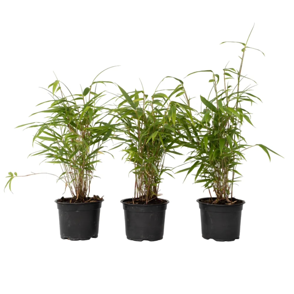 Plant In A Box Bambous | - Bambou bleu - set de 3 - fargesia papyrifera 'grex' - hauteur 30-40cm - ⌀13cm