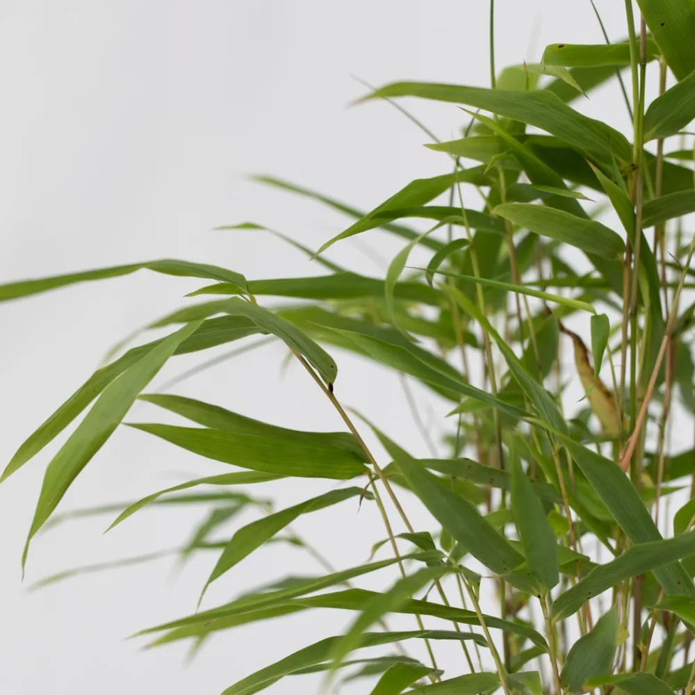 Plant In A Box Bambous | - Bambou bleu - set de 3 - fargesia papyrifera 'grex' - hauteur 30-40cm - ⌀13cm