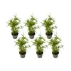 Plant In A Box Bambous | - Bambou - lot de 6 - fargesia nitida 'black dragon' - hauteur 25-40cm - ⌀14cm