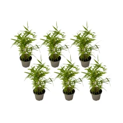 Plant In A Box Bambous | - Bambou - lot de 6 - fargesia nitida 'black dragon' - hauteur 25-40cm - ⌀14cm