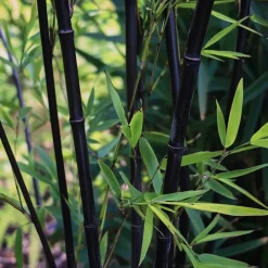 Plant In A Box Bambous | - Bambou - lot de 6 - fargesia nitida 'black dragon' - hauteur 25-40cm - ⌀14cm