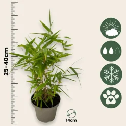 Plant In A Box Bambous | - Bambou - lot de 6 - fargesia nitida 'black dragon' - hauteur 25-40cm - ⌀14cm