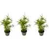 Plant In A Box Bambous | - Bambou - lot de 3 - fargesia nitida 'black dragon' - hauteur 25-40cm - ⌀14cm