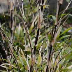 Plant In A Box Bambous | - Bambou - lot de 3 - fargesia nitida 'black dragon' - hauteur 25-40cm - ⌀14cm