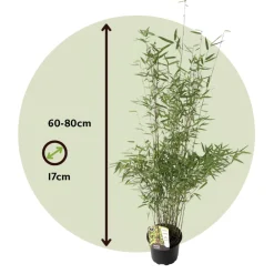 Plant In A Box - Bambou non-traçant - set de 6 - fargesia nitida 'red dragon' - h60-80cm - ⌀17cm Best
