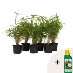 Plant In A Box Bambous | - Bambou non-traçant - set de 6 - fargesia rufa - hauteur 25-40cm - ⌀13cm