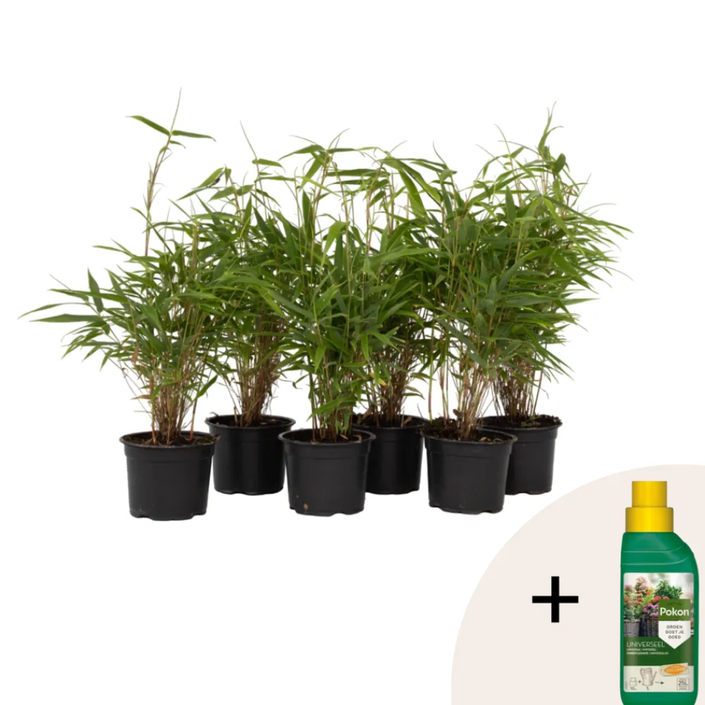 Plant In A Box Bambous | - Bambou non-traçant - set de 6 - fargesia rufa - hauteur 25-40cm - ⌀13cm