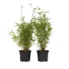 Plant In A Box Bambous | - Bambou non-traçant - set de 4 - fargesia nitida 'red dragon' - h60-80cm - ⌀17cm