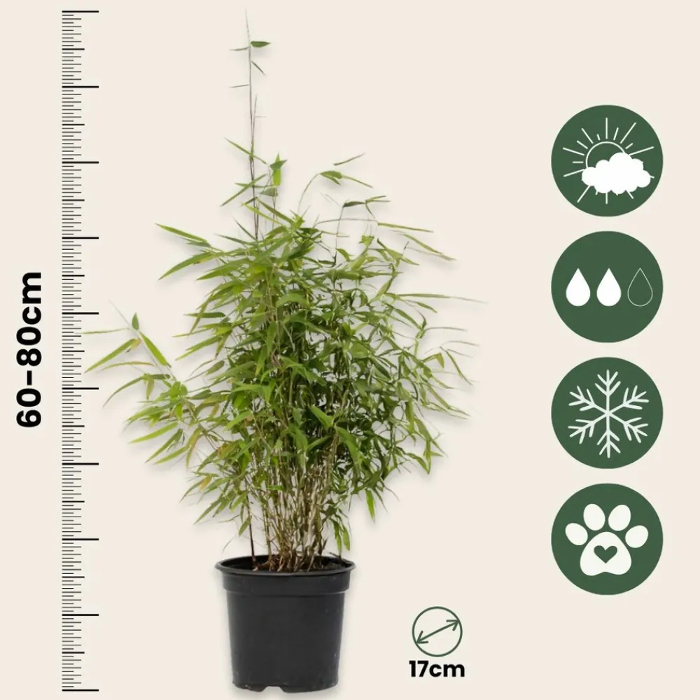 Plant In A Box Bambous | - Bambou non-traçant - set de 4 - fargesia nitida 'red dragon' - h60-80cm - ⌀17cm