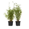 Plant In A Box Bambous | - Bambou non-traçant - set de 2 - fargesia nitida 'red dragon' - h60-80cm - ⌀17cm