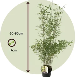 Plant In A Box Bambous | - Bambou non-traçant - set de 2 - fargesia nitida 'red dragon' - h60-80cm - ⌀17cm