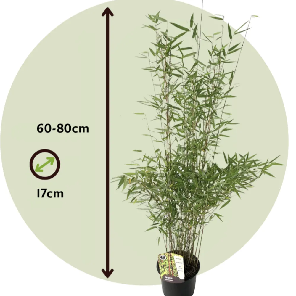 Plant In A Box Bambous | - Bambou non-traçant - set de 2 - fargesia nitida 'red dragon' - h60-80cm - ⌀17cm