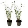 Plant In A Box Bambous | - Bambou non-traçant - set de 2 - fargesia 'blue dragon' - hauteur 30-40cm - ⌀13cm