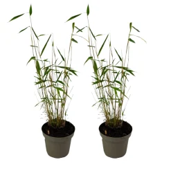 Plant In A Box Bambous | - Bambou non-traçant - set de 2 - fargesia 'blue dragon' - hauteur 30-40cm - ⌀13cm