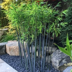 Plant In A Box Bambous | - Bambou non-traçant - set de 2 - fargesia 'blue dragon' - hauteur 30-40cm - ⌀13cm