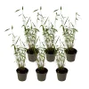 Plant In A Box Bambous | - Bambou non-traçant - set de 6 - fargesia 'blue dragon' - hauteur 30-40cm - ⌀13cm