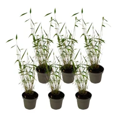 Plant In A Box Bambous | - Bambou non-traçant - set de 6 - fargesia 'blue dragon' - hauteur 30-40cm - ⌀13cm