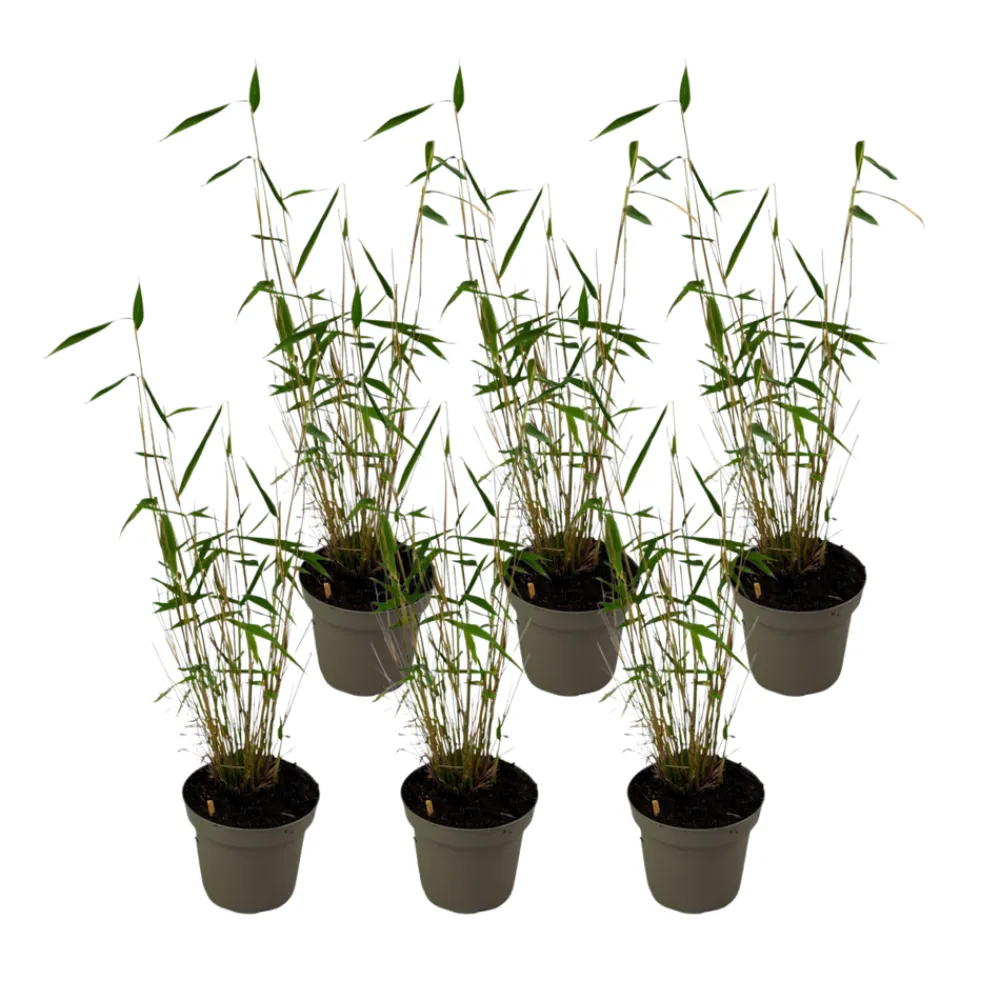 Plant In A Box Bambous | - Bambou non-traçant - set de 6 - fargesia 'blue dragon' - hauteur 30-40cm - ⌀13cm