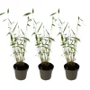 Plant In A Box Bambous | - Bambou non-traçant - set de 3 - fargesia 'blue dragon' - hauteur 30-40cm - ⌀13cm