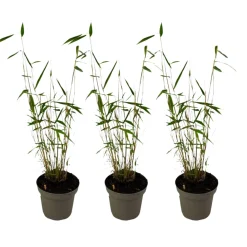Plant In A Box Bambous | - Bambou non-traçant - set de 3 - fargesia 'blue dragon' - hauteur 30-40cm - ⌀13cm