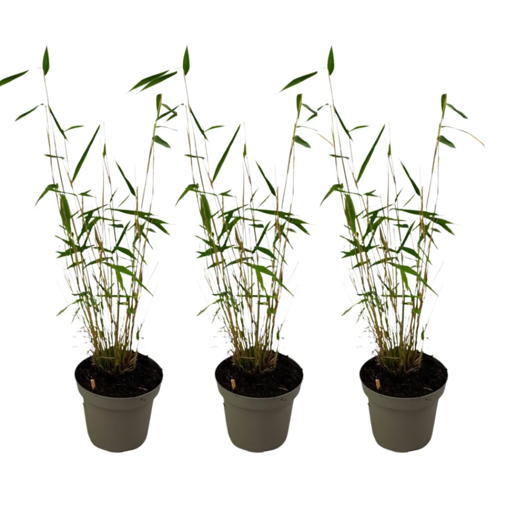 Plant In A Box Bambous | - Bambou non-traçant - set de 3 - fargesia 'blue dragon' - hauteur 30-40cm - ⌀13cm