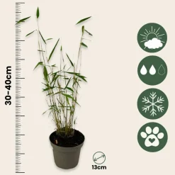 Plant In A Box Bambous | - Bambou non-traçant - set de 3 - fargesia 'blue dragon' - hauteur 30-40cm - ⌀13cm