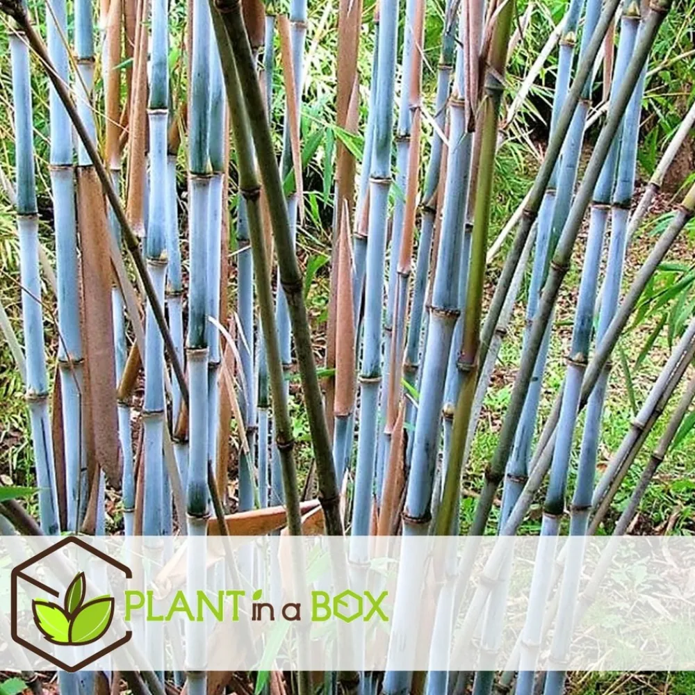 Plant In A Box Bambous | - Bambou non-traçant - set de 3 - fargesia 'blue dragon' - hauteur 30-40cm - ⌀13cm