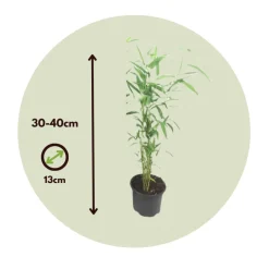 Plant In A Box Bambous | - Bambou non-traçant - set de 3 - fargesia 'blue dragon' - hauteur 30-40cm - ⌀13cm