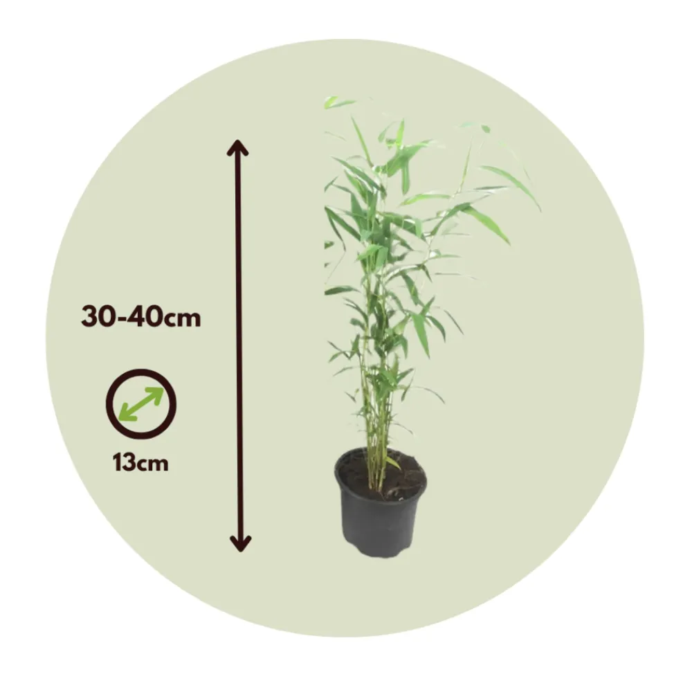 Plant In A Box Bambous | - Bambou non-traçant - set de 3 - fargesia 'blue dragon' - hauteur 30-40cm - ⌀13cm