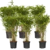 Plant In A Box - Bambou non-traçant - set de 6 - fargesia nitida 'gansu' - h50-70cm - ⌀17cm Clearance