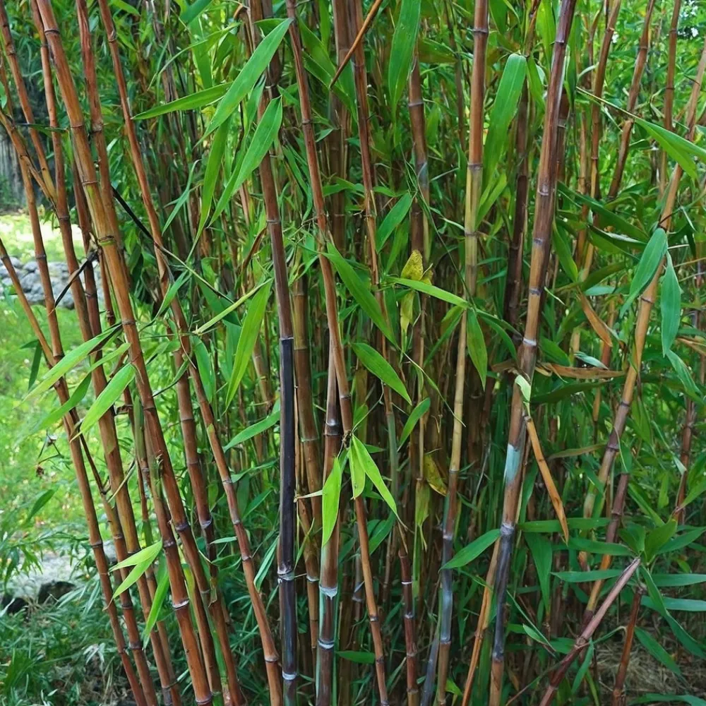 Plant In A Box - Bambou non-traçant - set de 6 - fargesia nitida 'gansu' - h50-70cm - ⌀17cm Clearance