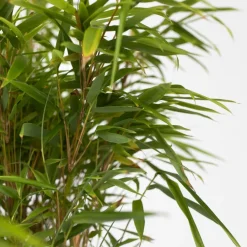 Plant In A Box - Bambou non-traçant - set de 6 - fargesia nitida 'gansu' - h50-70cm - ⌀17cm Clearance
