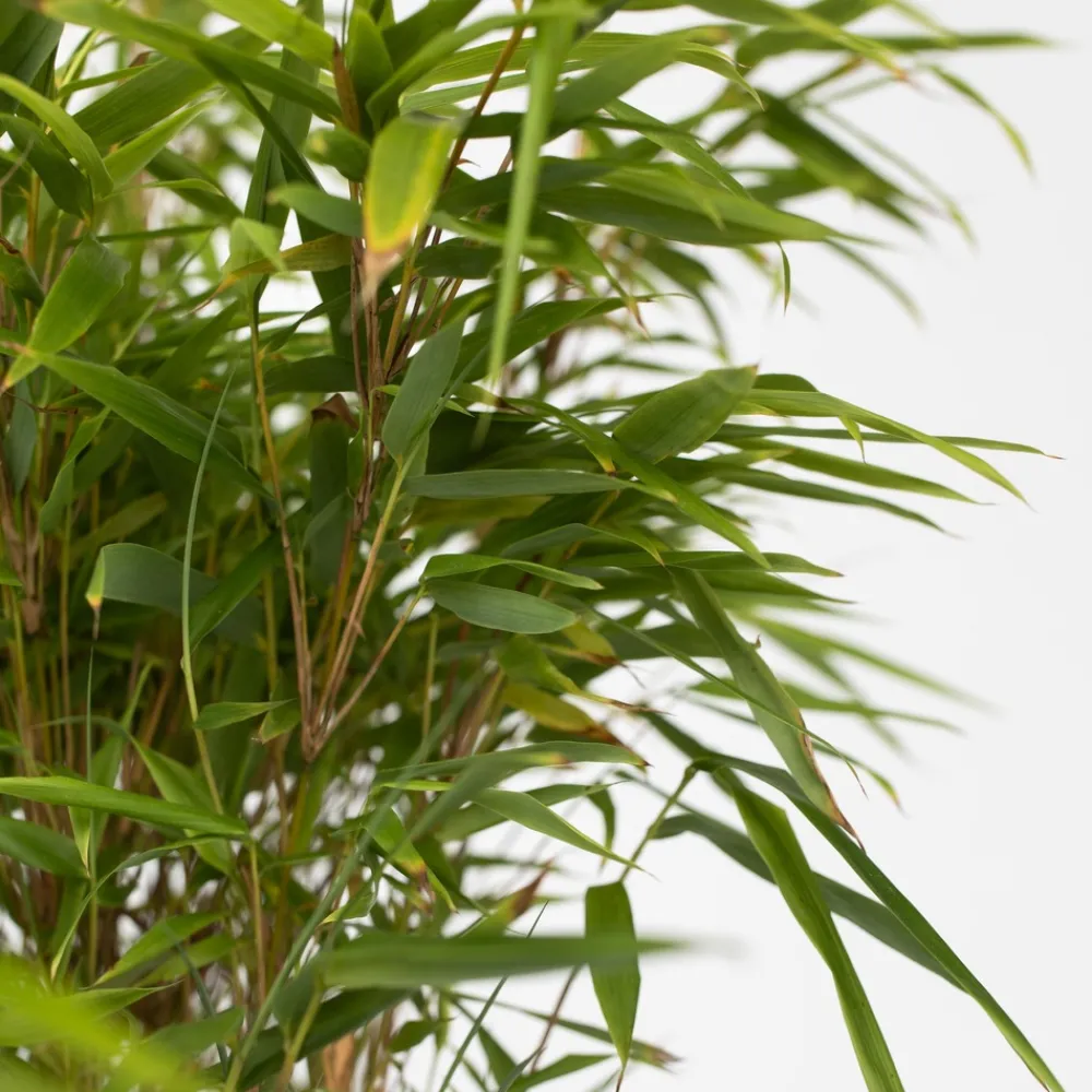 Plant In A Box - Bambou non-traçant - set de 6 - fargesia nitida 'gansu' - h50-70cm - ⌀17cm Clearance