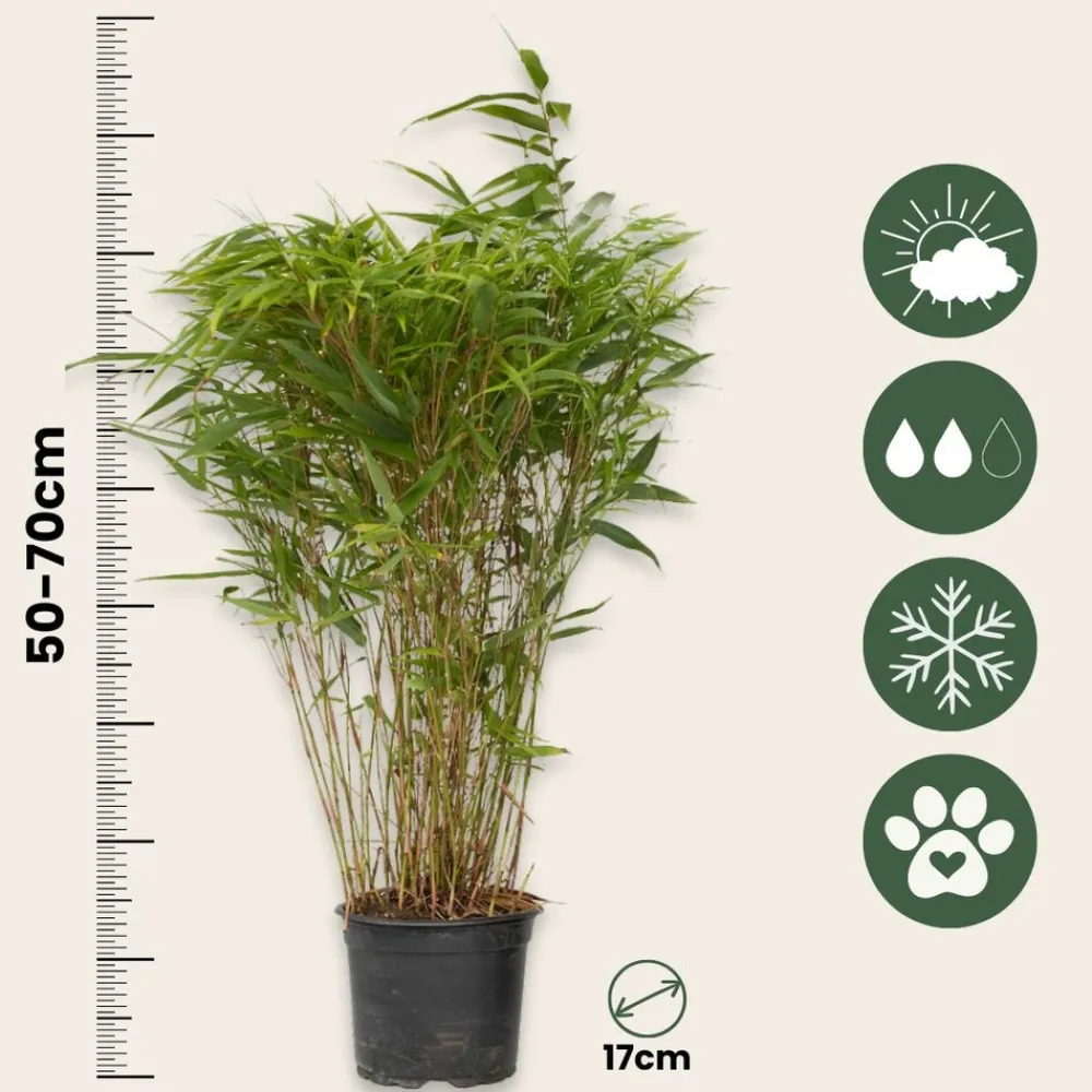 Plant In A Box - Bambou non-traçant - set de 6 - fargesia nitida 'gansu' - h50-70cm - ⌀17cm Clearance