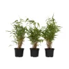 Plant In A Box Bambous | - Bambou non-traçant - set de 3 - fargesia rufa - hauteur 25-40cm - ⌀13cm