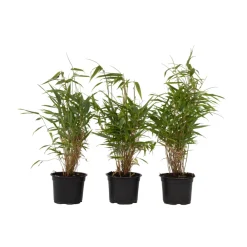 Plant In A Box Bambous | - Bambou non-traçant - set de 3 - fargesia rufa - hauteur 25-40cm - ⌀13cm