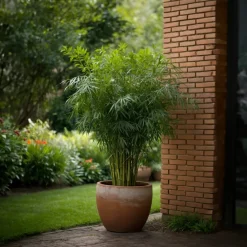 Plant In A Box Bambous | - Bambou non-traçant - set de 3 - fargesia rufa - hauteur 25-40cm - ⌀13cm