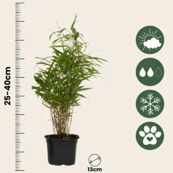 Plant In A Box Bambous | - Bambou non-traçant - set de 3 - fargesia rufa - hauteur 25-40cm - ⌀13cm