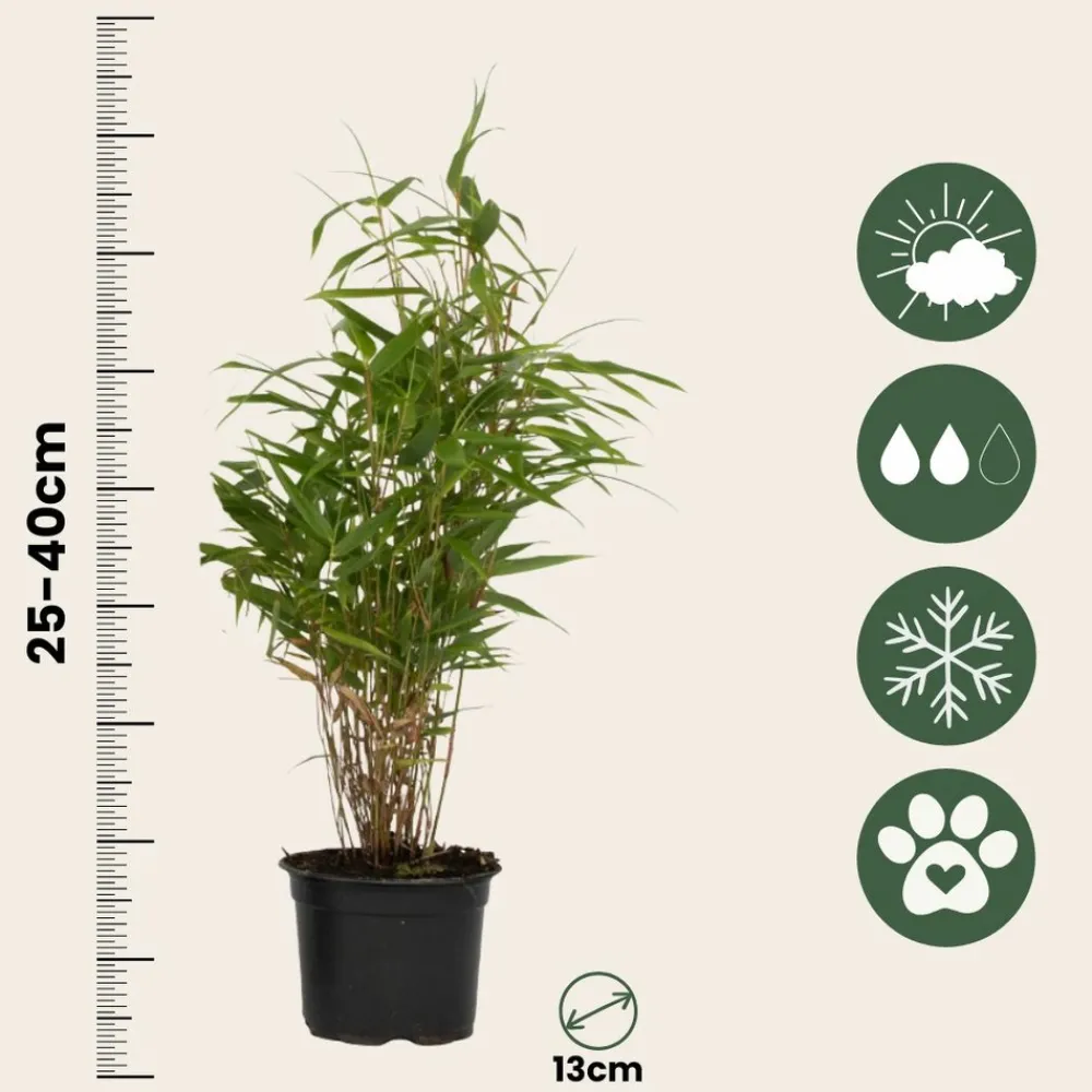 Plant In A Box Bambous | - Bambou non-traçant - set de 3 - fargesia rufa - hauteur 25-40cm - ⌀13cm