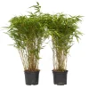 Plant In A Box Bambous | - Bambou non-traçant - set de 2 - fargesia nitida 'gansu' - h50-70cm - ⌀17cm