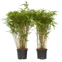 Plant In A Box Bambous | - Bambou non-traçant - set de 2 - fargesia nitida 'gansu' - h50-70cm - ⌀17cm