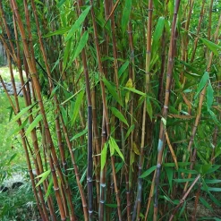 Plant In A Box Bambous | - Bambou non-traçant - set de 2 - fargesia nitida 'gansu' - h50-70cm - ⌀17cm
