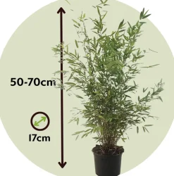 Plant In A Box Bambous | - Bambou non-traçant - set de 2 - fargesia nitida 'gansu' - h50-70cm - ⌀17cm