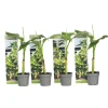 Plant In A Box Fruitiers Et Agrumes | - Bananier du japon - set de 4 - musa basjoo - hauteur 25-40cm - ⌀9cm