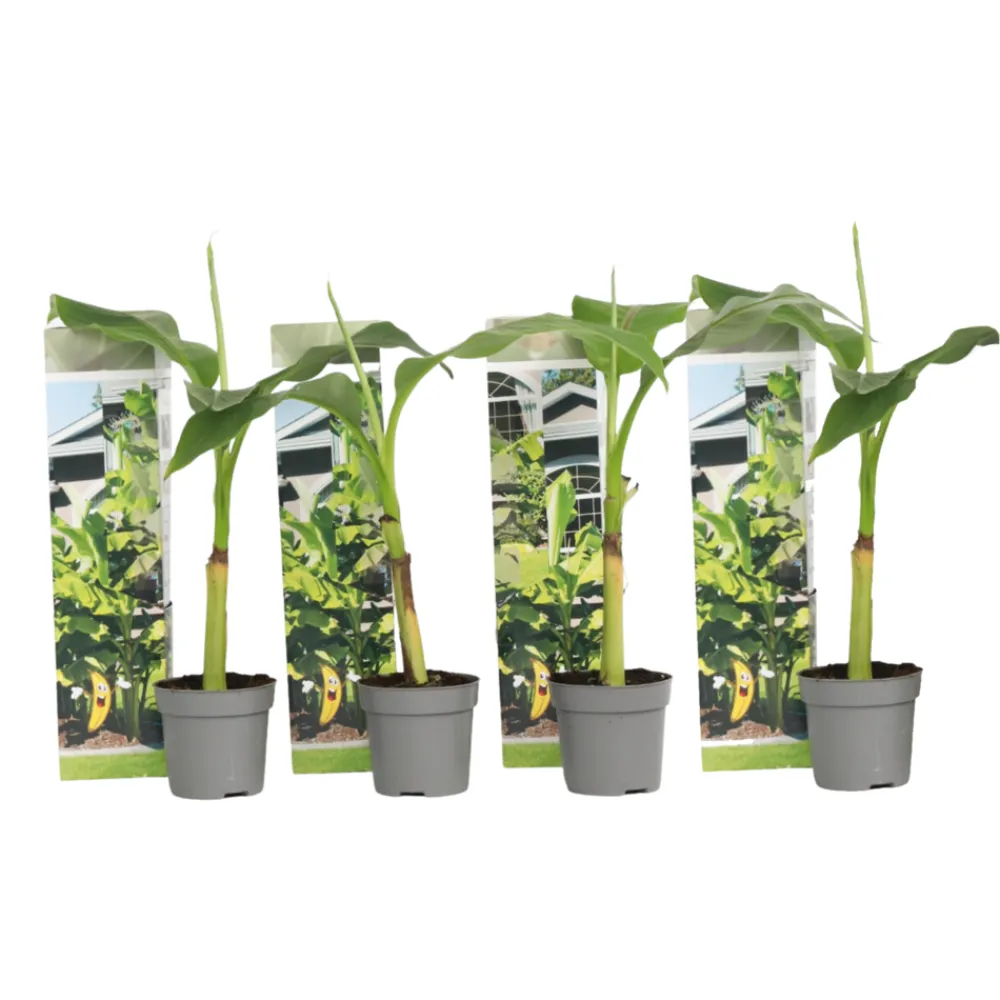 Plant In A Box Fruitiers Et Agrumes | - Bananier du japon - set de 4 - musa basjoo - hauteur 25-40cm - ⌀9cm