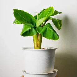 Plant In A Box Fruitiers Et Agrumes | - Bananier du japon - set de 4 - musa basjoo - hauteur 25-40cm - ⌀9cm