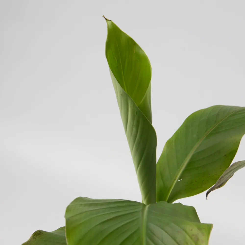 Plant In A Box Fruitiers Et Agrumes | - Bananier du japon - set de 4 - musa basjoo - hauteur 25-40cm - ⌀9cm