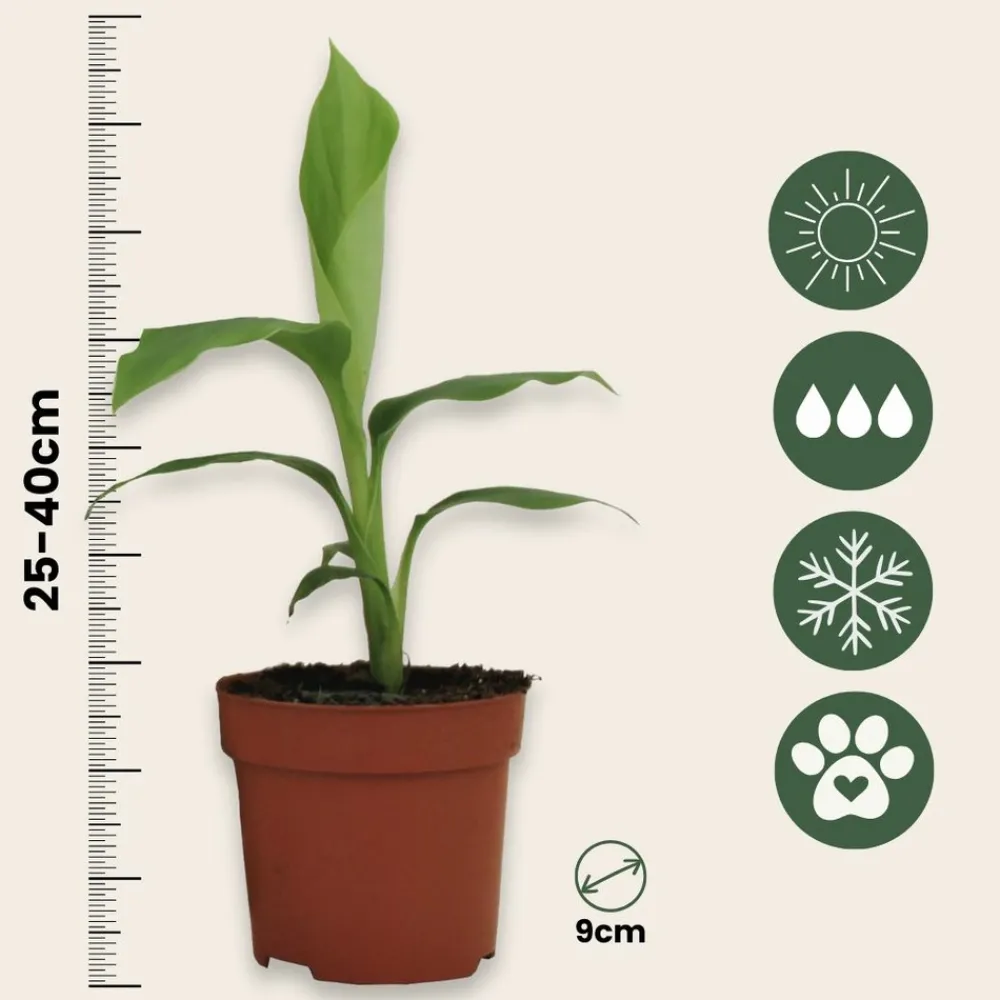 Plant In A Box Fruitiers Et Agrumes | - Bananier du japon - set de 4 - musa basjoo - hauteur 25-40cm - ⌀9cm